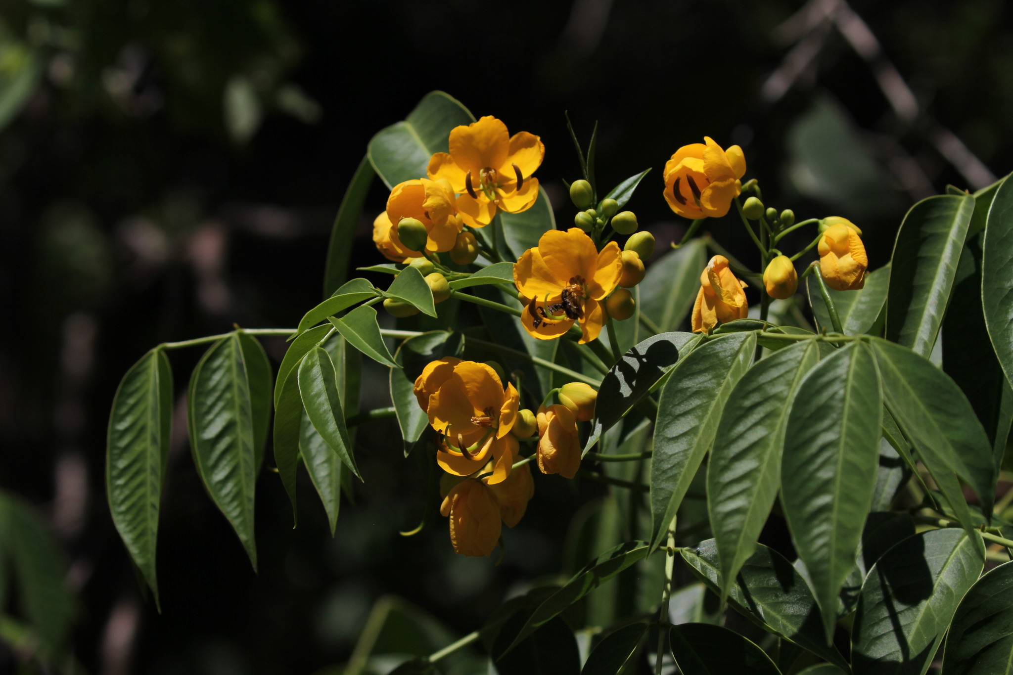 Senna septemtrionalis 